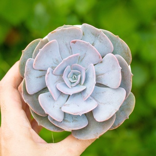 Sen đá đất hồng 9-11cm - Vườn sen đá