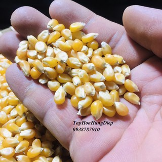 Bắp Rang Bơ-Bắp Mỹ-500g