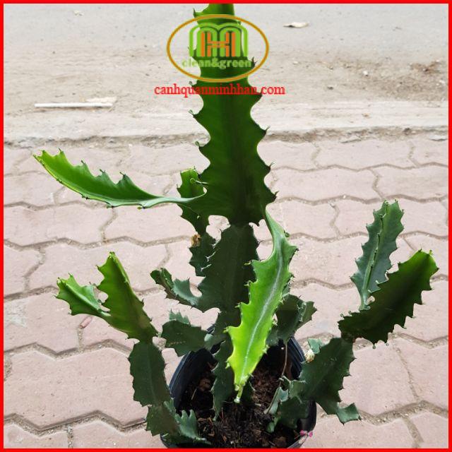 Cây xương rồng gai treo/trồng trước cửa/phòng bà đẻ trừ tà/ trẻ sơ sinh quấy khóc