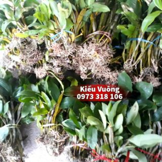 Phong lan kiều vuông