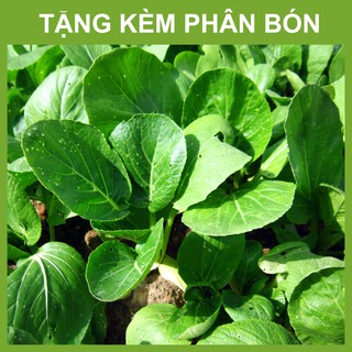 Hạt Giống Cải Ngọt Chất Lượng - Tỉ Lệ Nảy Mầm Cao