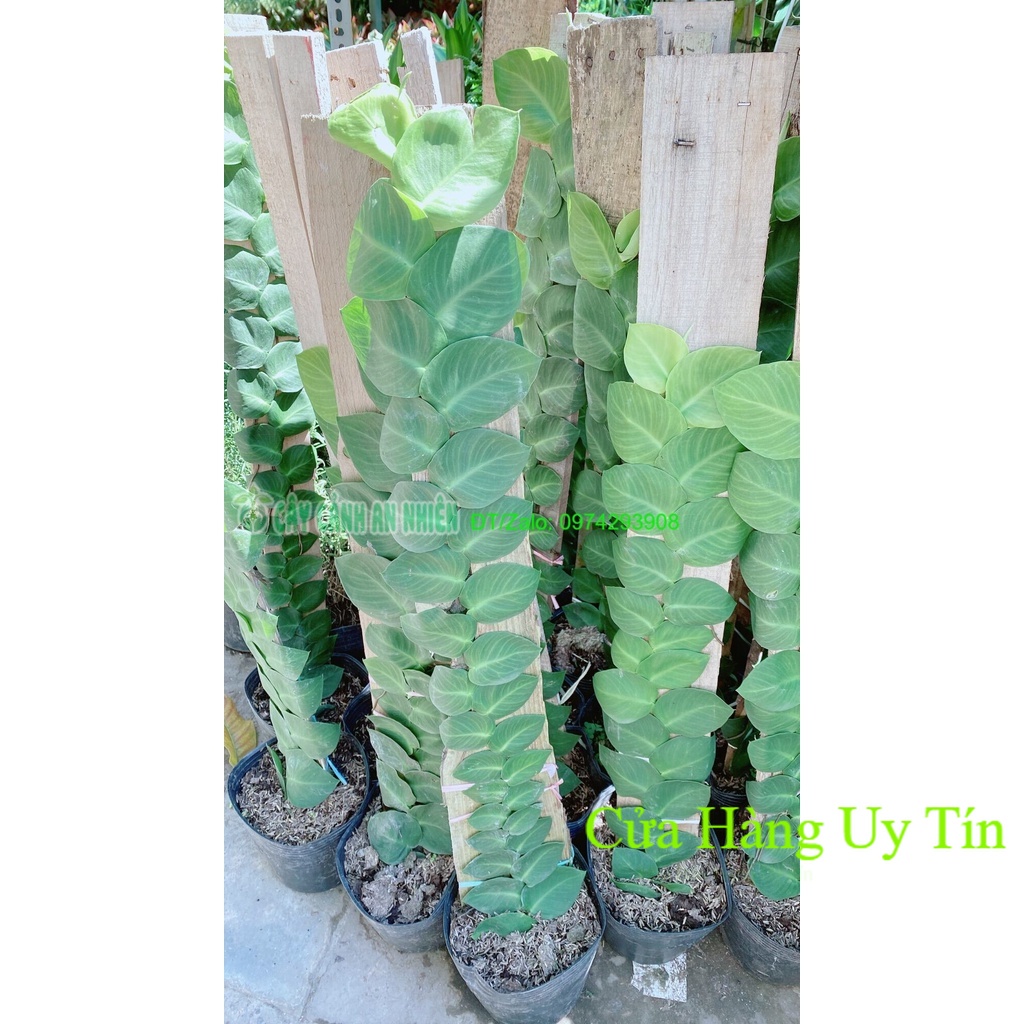 Cây Thằn Lằn(tắc kè) cao 70cm