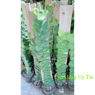 Cây thằn lằn cao 70cm