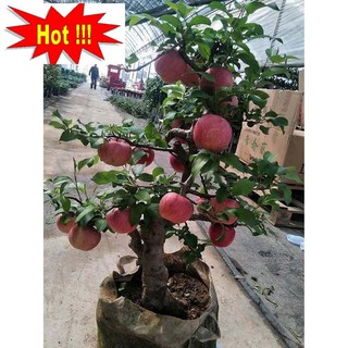 Hạt giống Táo Đỏ Lùn (15 hạt)