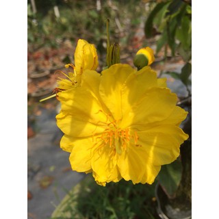 Combo 2 Cây Mai Đại Lộc cỡ trung ghép gốc vườn lớn có nụ chơi Tết 2022