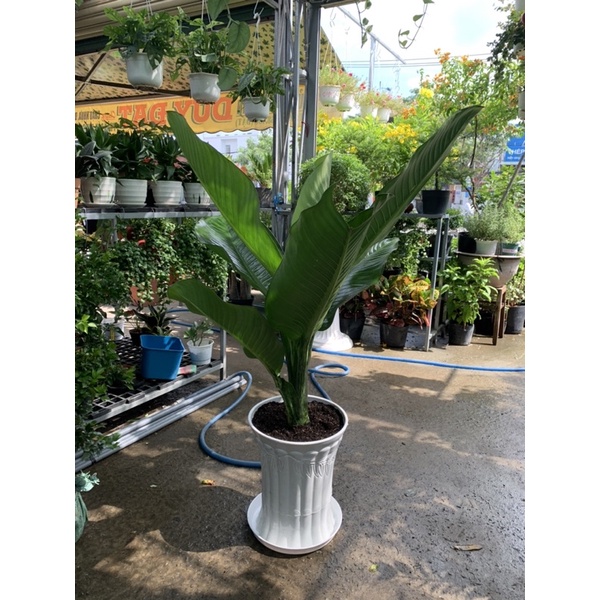 Cây ĐẠI PHÚ GIA  CÂY lớn - Cao khoảng 80-90cm - giá trên chưa bao gồm chậu- hình thật cửa hàng chụp