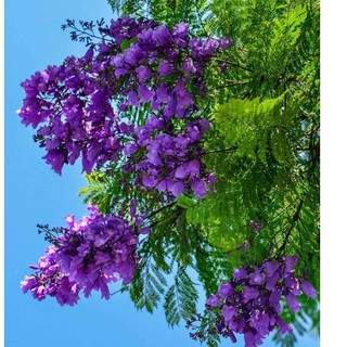 Hạt giống hoa phượng vĩ tím 5 hạt - Kèm 3 viên nén kích thích ươm hạt - HGT1