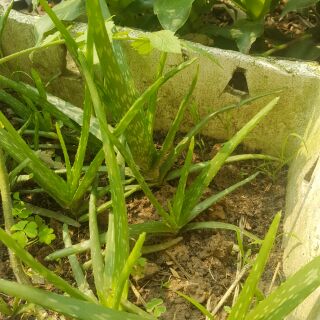4 Cây giống nha đam