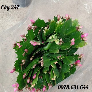 Cây Hoa Lan càng cua phong thủy