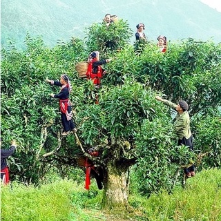 Chè San Tuyết Hoàng Su Phì - Hà Giang