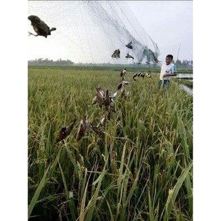 30m lưới tàng hình mắt lỗ 4 phân cao 7 mét bẫy Tổng hợp chim Sẻ, Chào mào, Trao Trảo và các loại chim tầm trung
