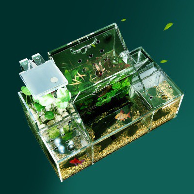  Bể cá sinh thái betta guppy 2 tầng