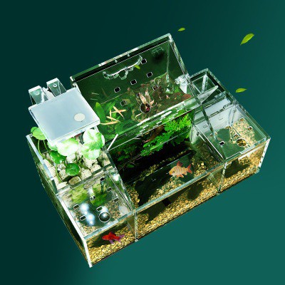 Bể cá sinh thái betta guppy 2 tầng