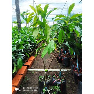 Cây giống vú sữa Hoàng Kim size lớn, cây đang trái
