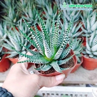 sen đá móng rồng, size bầu, xuất sứ Đà Lạt