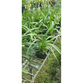 Lan kiếm mix màu