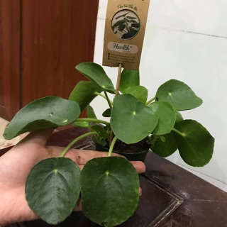 Cỏ đồng tiền