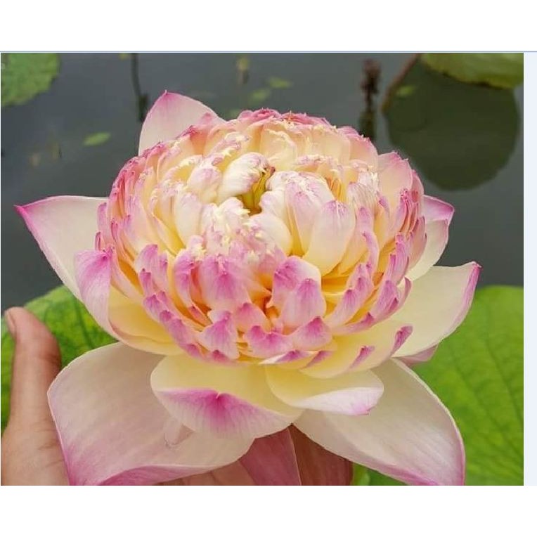 Hạt giống hoa sen bách diệp trăm cánh_gói 5 hạt