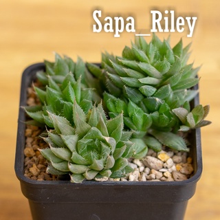 Sen đá kim cương - Haworthia Cooperi (hoặc Cooper's Haworthia) (bụi)