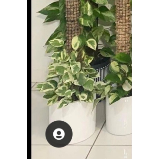 Trầu bà var  lẻ rẻ bằng sỉ 40k