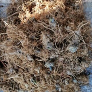 150g bột tam thất bắc