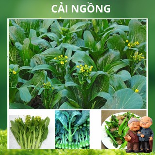 Hạt giống Cải Ngồng Mập 20gr (khoảng 4000 Hạt)