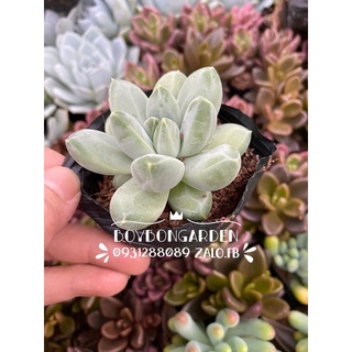 Sen đá kim cương trắng[Có sẵn] 🌵 [Chính hãng]⚡ [Ảnh thật] ❤ [FreeShip]