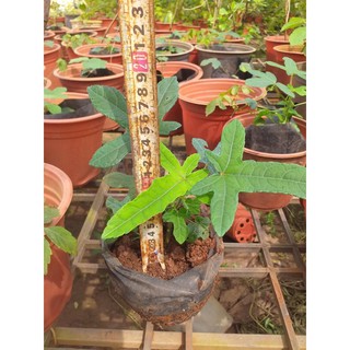 Cây sâm bố chính