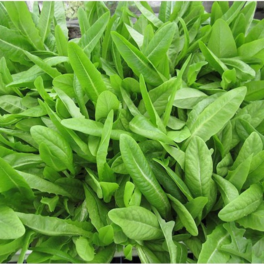 10g Hạt Giống RAU DIẾP THƠM cực dễ trồng, thời gian thu hoạch dài