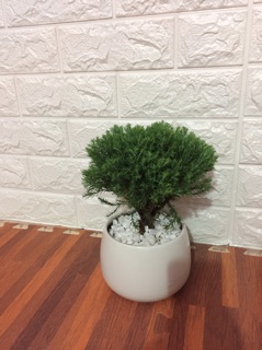 Tùng bồng lai giống mới