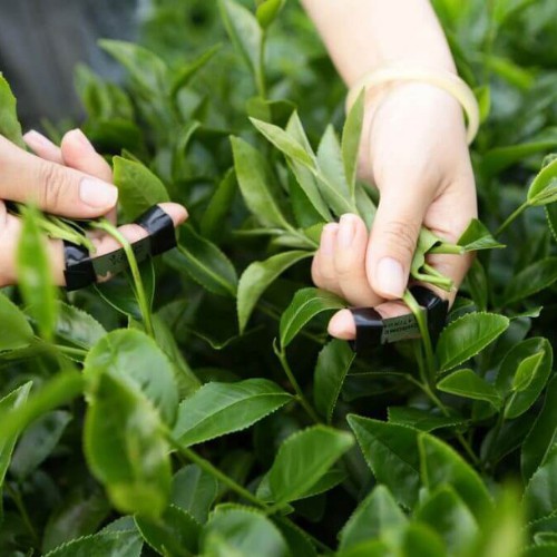 Trà thái Nguyên đóng hộp 200g Chè búp Tân Cương_TN07 | BigBuy360 - bigbuy360.vn