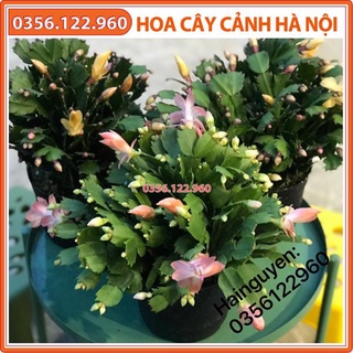 Chậu lan càng cua đang nụ các màu