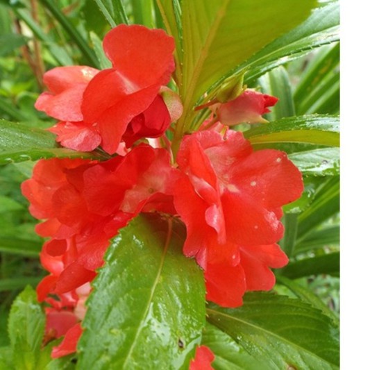 Bán buôn Hạt giống hoa Móng Tay đỏ kép (Ballsam) bao đẹp