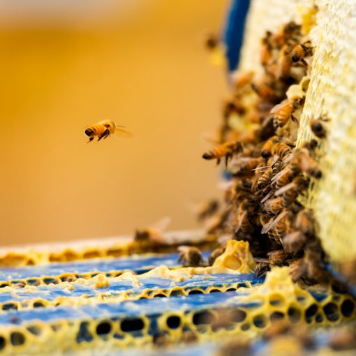 Mật ong Manuka Health MGO 950+ Manuka Honey 250g