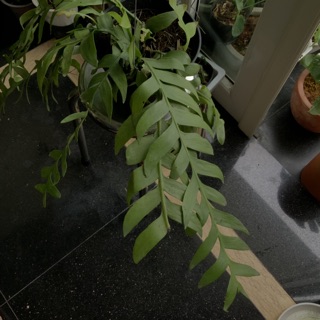 Cây Quỳnh Thái Lan - Selenicereus Chrysocardium