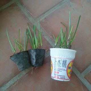 Bầu cây giống hoa tóc tiên (huệ mưa)