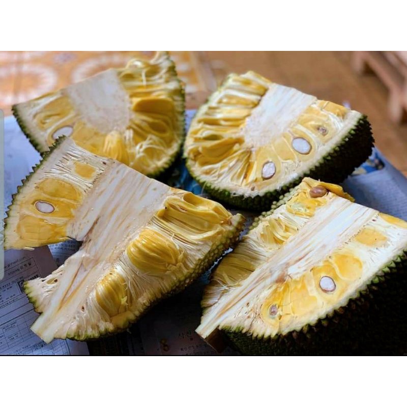 (Giao hỏa tốc) Mít thái quê 25k/kg | BigBuy360 - bigbuy360.vn
