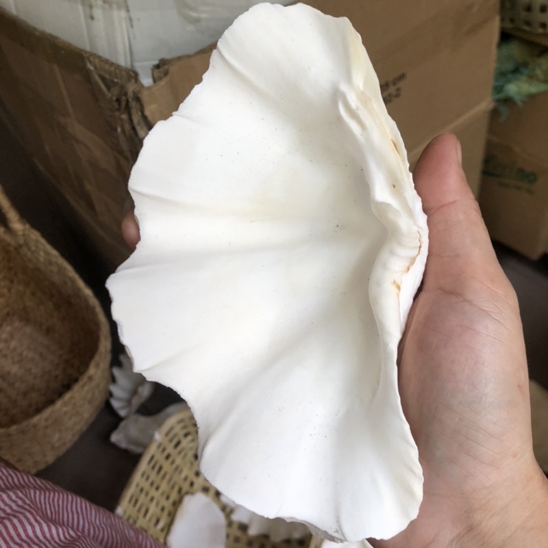 1 kg Vỏ ốc trang trí, vỏ tai bồ