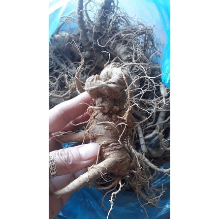 500g tam thất tươi Tây Bắc