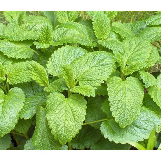 Hạt Giống Bạc Hà Chanh/Lemon Balm (120 Hạt) - Thơm hương chanh và xả, Giảm stress - MUA 3 TẶNG 1 CÙNG LOẠI