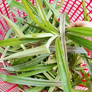 2 cây lá dứa con rễ trần