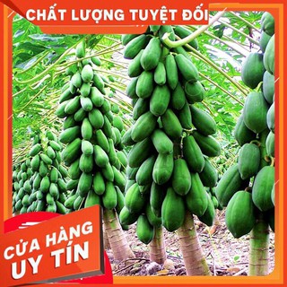 giá sập sàn 7 hạt giống đu đủ lùn ruột Gấc cao sản quả dài hạt giống chất lượng cao
