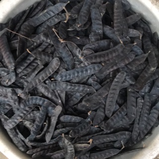 Quả bồ kết 5 lạng