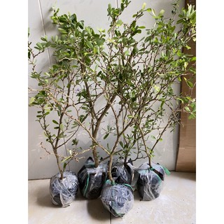 Nhánh linh sam hồng phấn siêu bông(60-90cm)