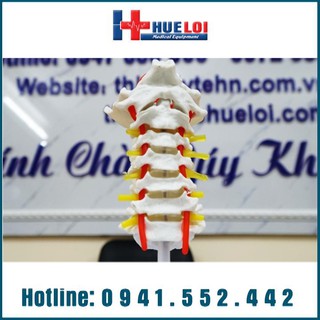 Mô hình giải phẫu đốt sống cổ