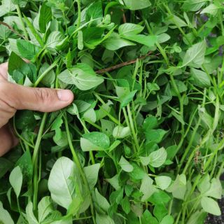 Cây Mần Ri tươi dùng làm thuốc