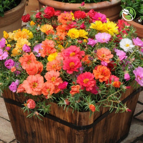 Hạt Giống Hoa Mười Giờ Kép Mix Nhiều Màu PN-08 Phú Nông - Gói 50 hạt - &quot;Double Petals&quot; Portulaca Happy Hour Mix