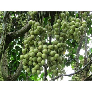 Cây giống dâu da xanh trái to, ngọt- Cây ghép ổn định, nhanh trái- Hoa kiểng THfarm- Cây chuẩn giống