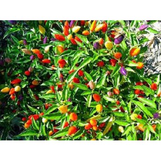 Hạt Giống Ớt Ngũ Sắc  10 Hạt