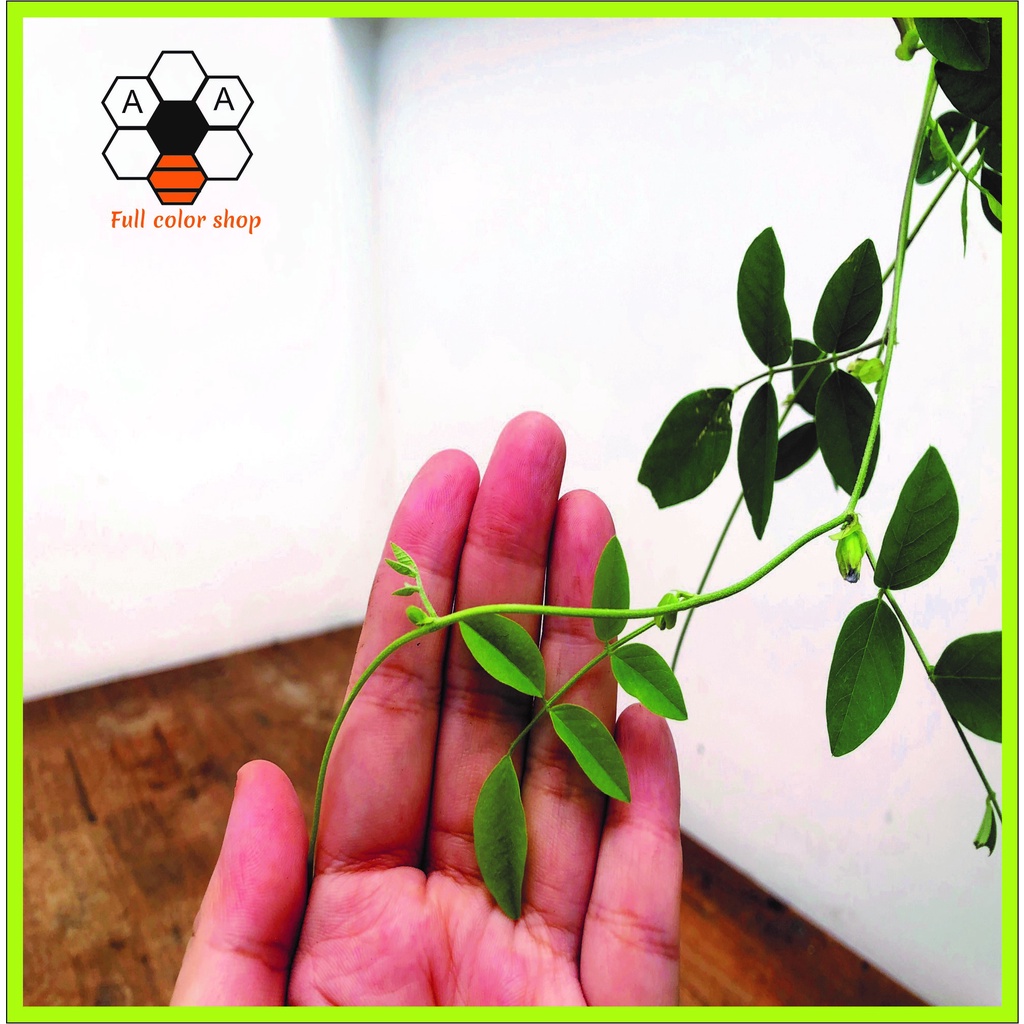 CÂY ĐẬU BIẾC CÓ HOA